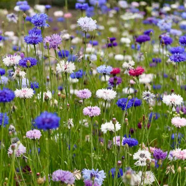 Fleurs - Centaurée Bleuet Double Variée - face recto
